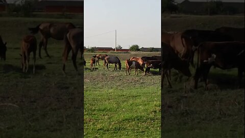 Жизнь в дагестанской деревне