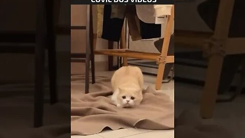 gato usando o modo turbo