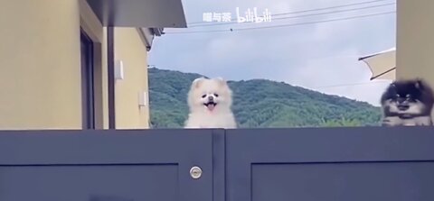 Wolong Phoenix Chick