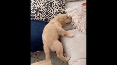 Dog Sleeping Funny Videos | Dog Sleeping Funny Reaction | trending 2022 | try not to laugh