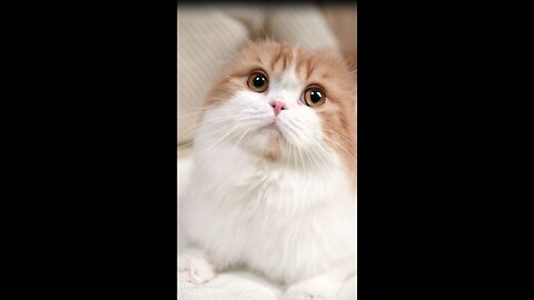 Cute Cats & dogs Compilation, Cat Videos * Cats Playing *