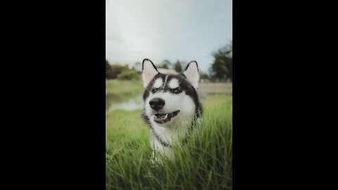 Teaching dogs to guard people and objects and improving their behaviour.