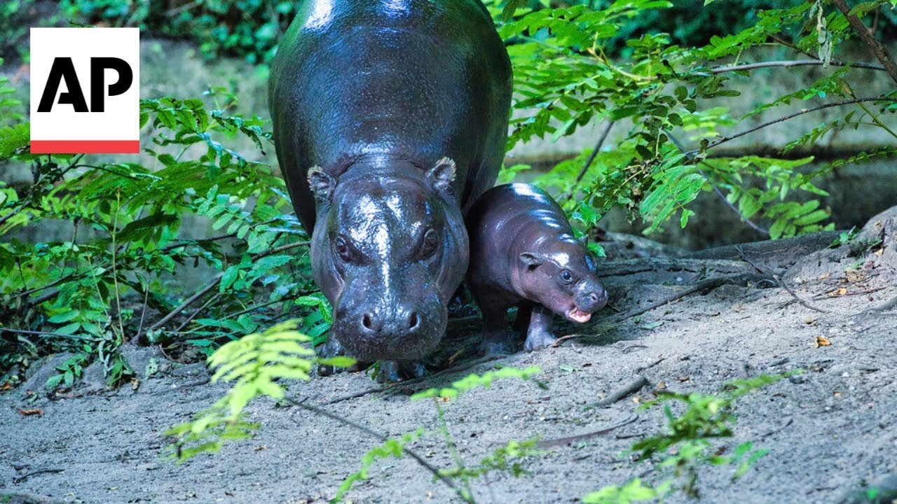 Berlin's newest pygmy hippo makes her debut, with a name inspired by soccer star Antonio Rüdiger