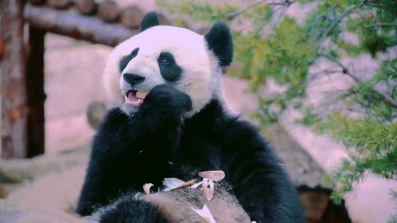 Wild Animals Collection in 4k,Wild Animal 4k Video #4k #animals #wildlife @Atharv All in one