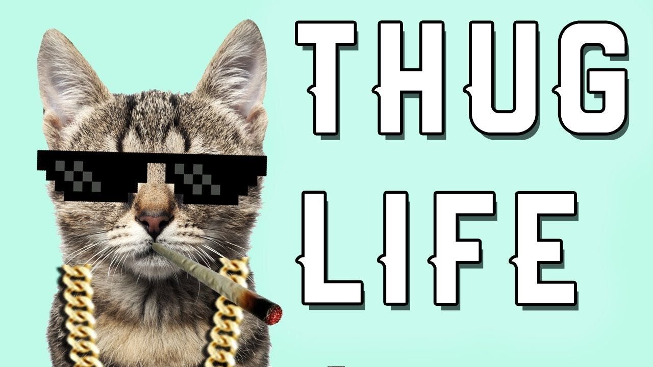 cats thug life