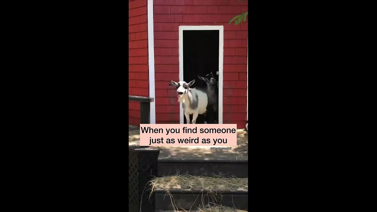 When you find someone like you, Funny Goats