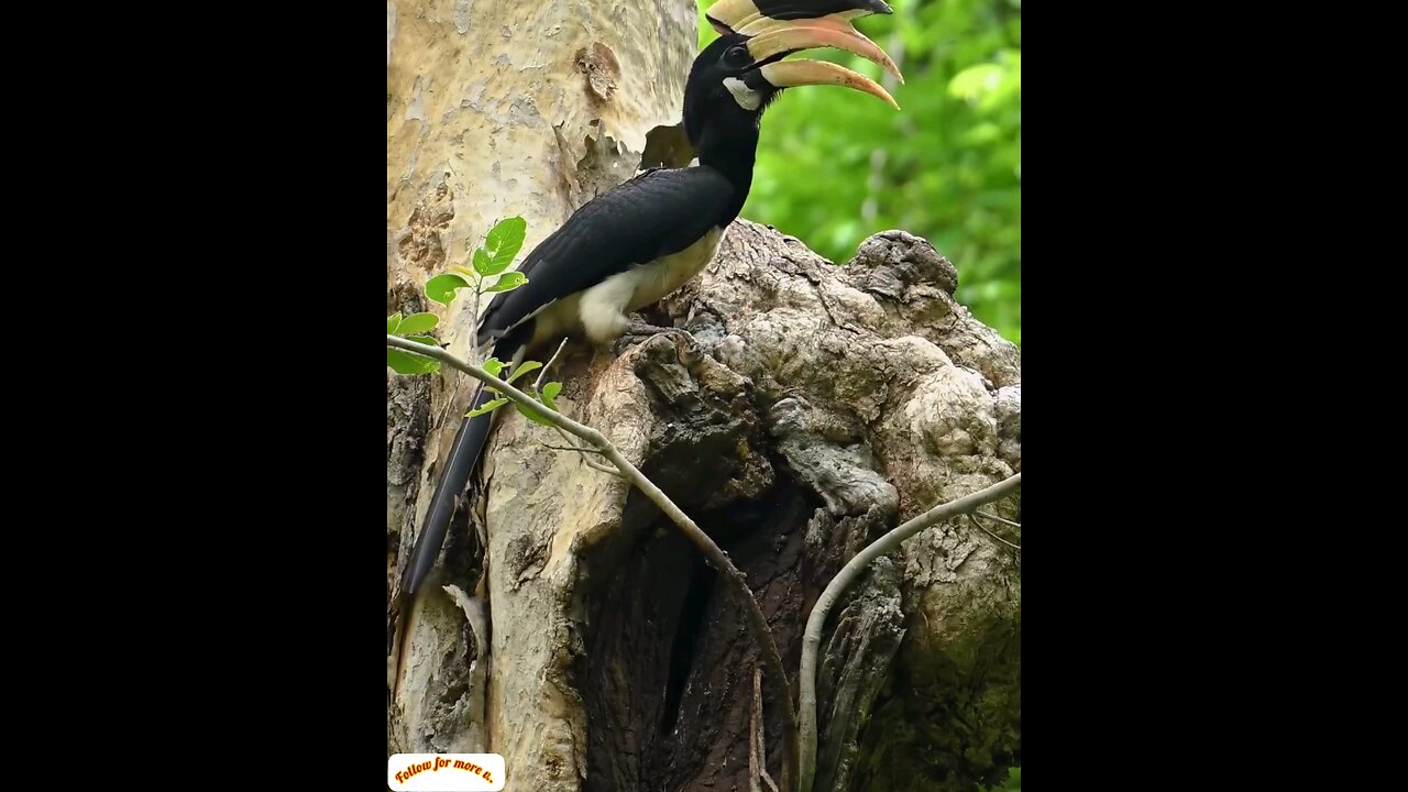 This bird comes with so much food in its mouth for its children👌Amezing video