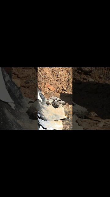 Guinea Fowl Keets Sunbathing 10-11 weeks old Part II
