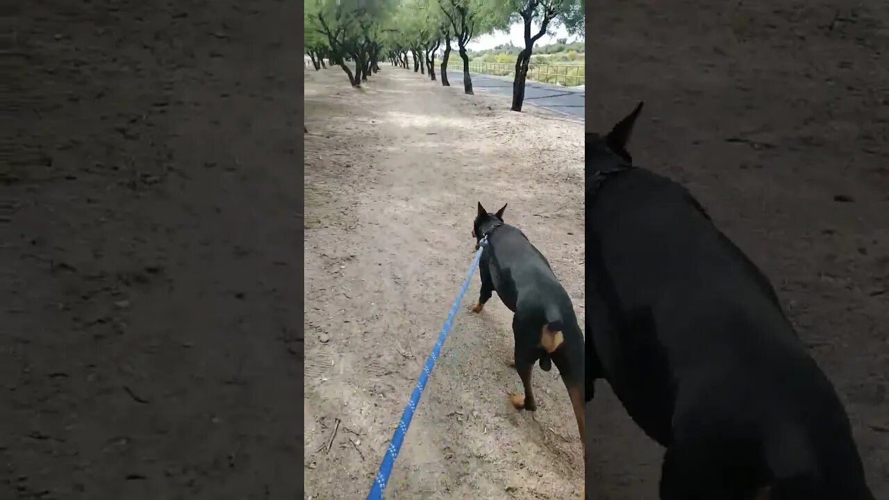 #doberman on Patrol!🐕 #doberman #gaurddog #dobermanlove #dobermanpinscher #dobermantraining #dobies