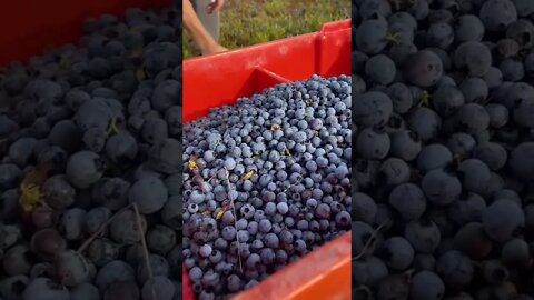 so this is how they pick blueberries