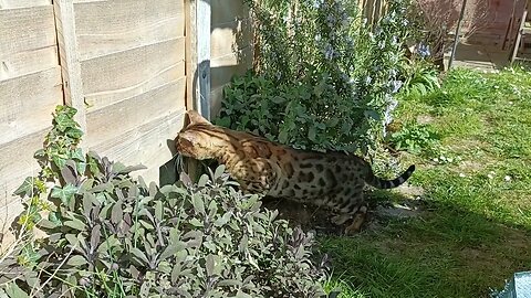 Bedford and Max play hide and seek #bengalcat