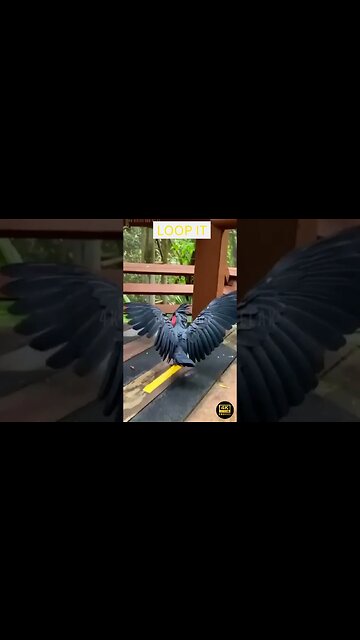 Crazy And Funniest Animals Videos - funniest animals videos😂 - best cats😹 and dogs🐶 videos 2023!