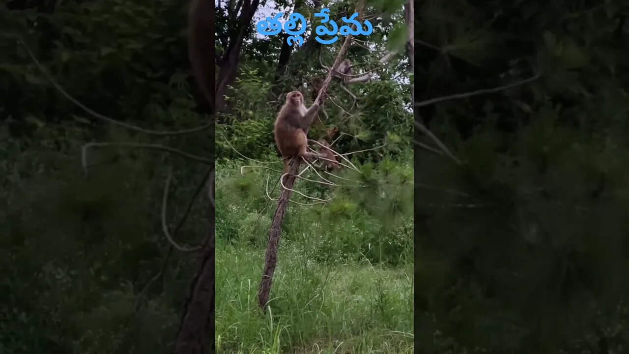 పిల్లను కింద పడకుండా కాపాడిన తల్లి🙏🙏🙏