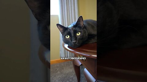 The answers yes #cat #kitten #blackcat #leonthecatdad #leontcd #darkhumor #joke #sarcasm #writer