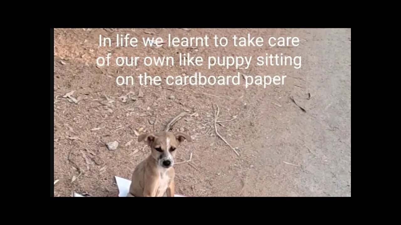 What Grown up puppy sitting on cardboard paper Can Teach You About Life,#Shorts,#puppy,#animal,#dog