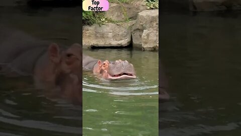 How is the Hippo's Bite Force So Strong? #shorts