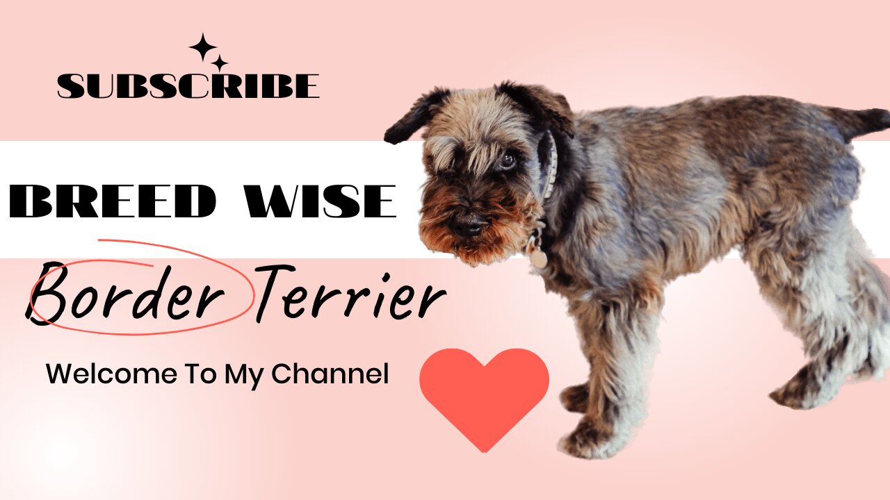 Ultimate Guide to Border Terrier: Breed Information, Care and Training Tips