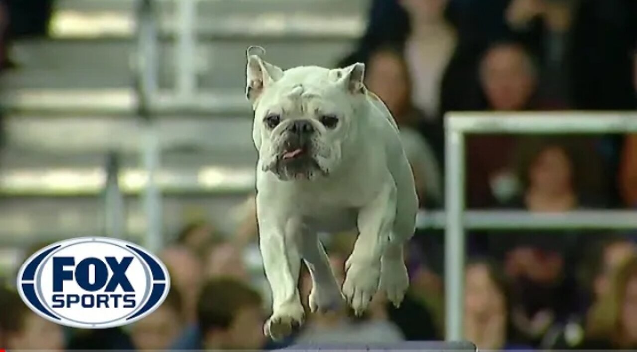 Watch Rudy the Bulldog crush the 2019 WKC Masters Agility course | Doggo SPORTS