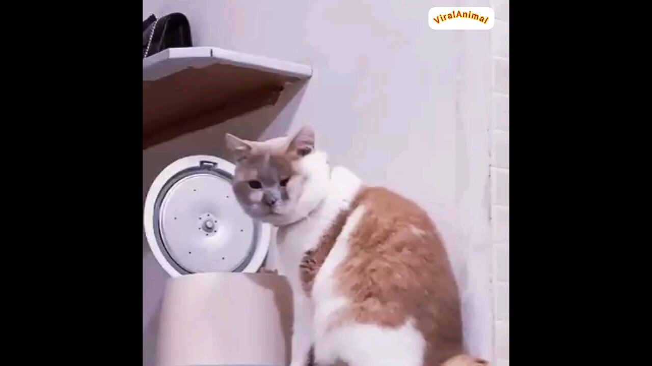 Amazing cats fun 😂🤣 trending video