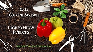 How to Grow Peppers