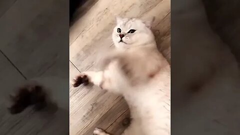 Cat Fight 🦁🐱🐯 #funnyvideo #pet #petvideos