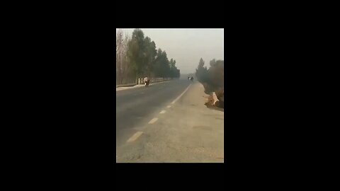 Road accident