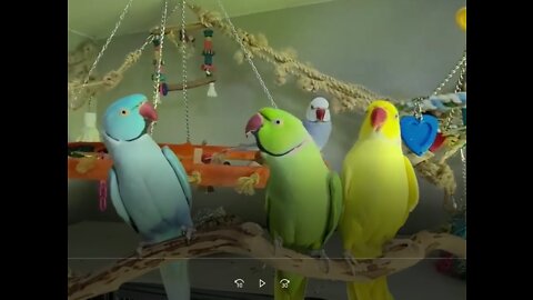 Mr and Mrs Parrot's & Fun #Part #3