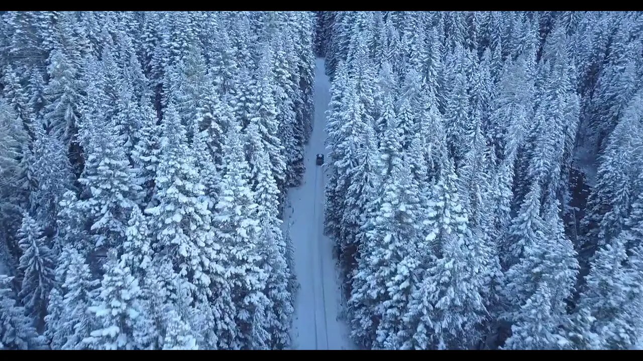 Vuelo sobre Bosque con Nieve - Úsalo Gratis