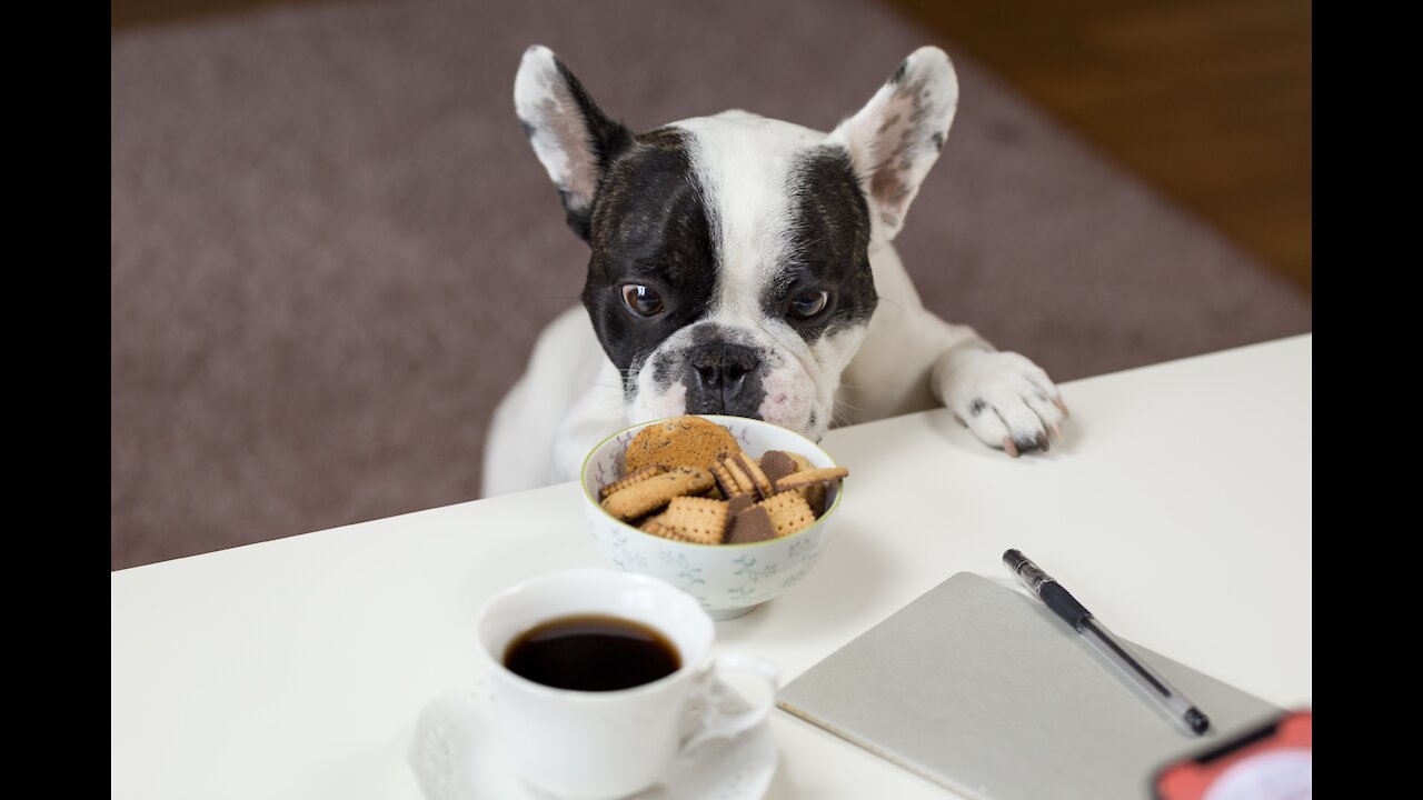 Dog Comes For Food