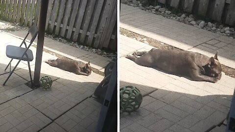 French Bulldog caught getting his tan on