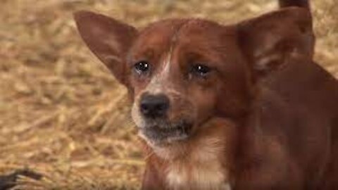 Don't cry so watch this dog'S story