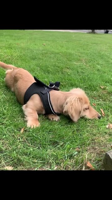Sweet Little Puppy Plays With A Tiny Moth In The Yard