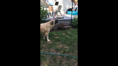 Sprinkler fun on a hot day