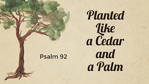 Planted Like a Cedar and a Palm