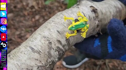 Frog on a Log Geocache