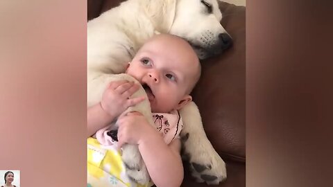 Dogs and Cats Compilation __ Just Laugh