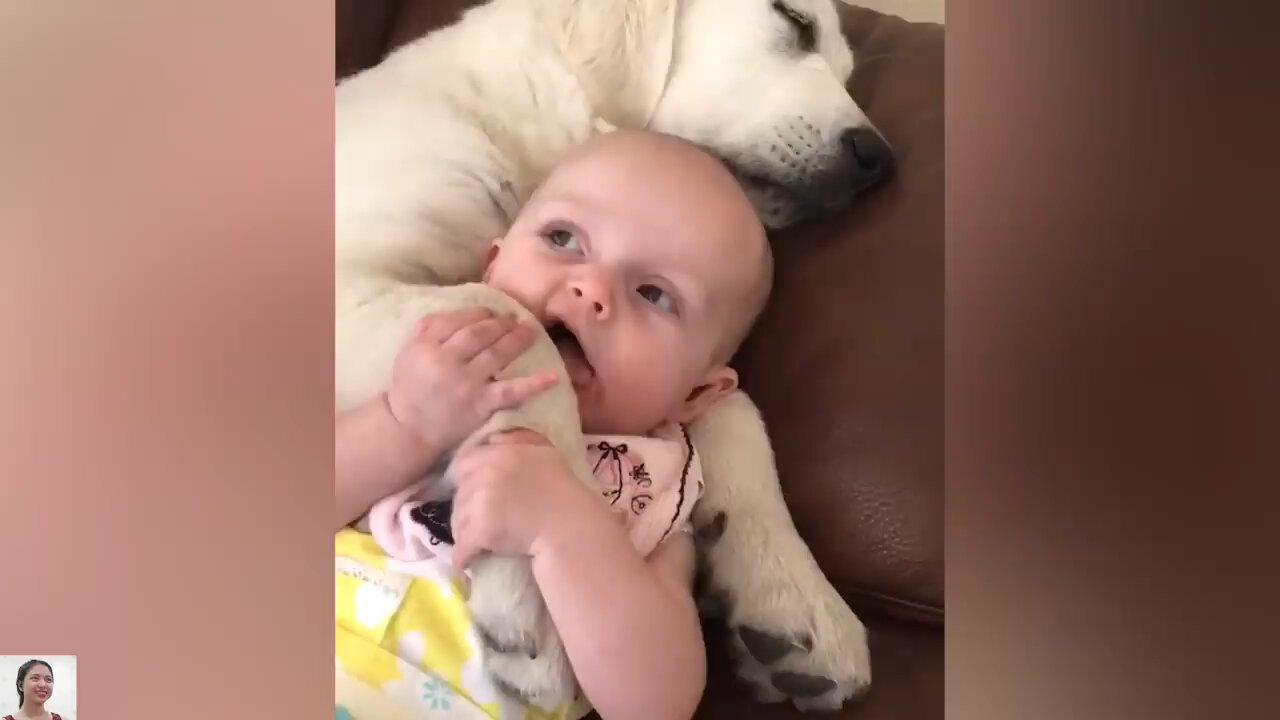 Dogs and Cats Compilation __ Just Laugh