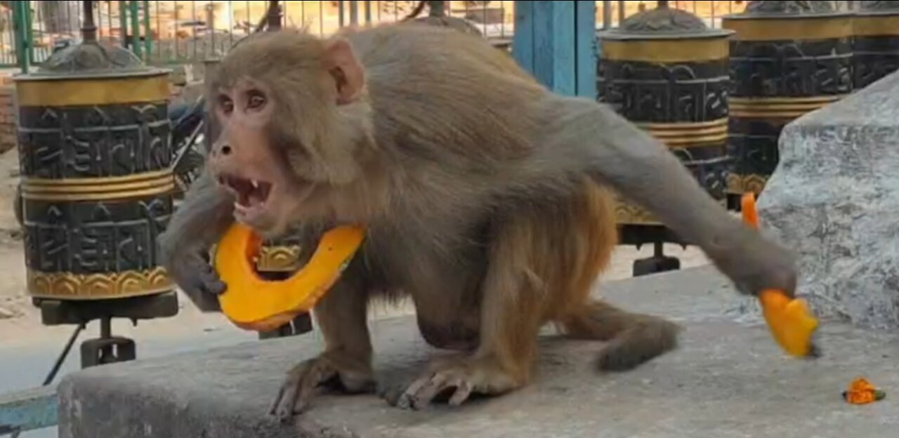 feeding 5 kg pumpkin to the wild monkey || monkey trying to attack