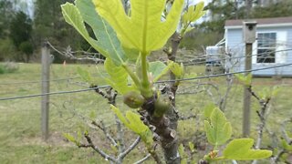 BACK YARD HOMESTEAD (Figs and Asparagus)