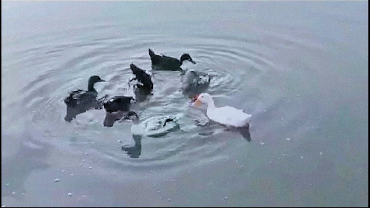 Duck Swimming in The Lake