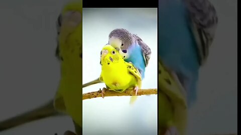 Birds romance