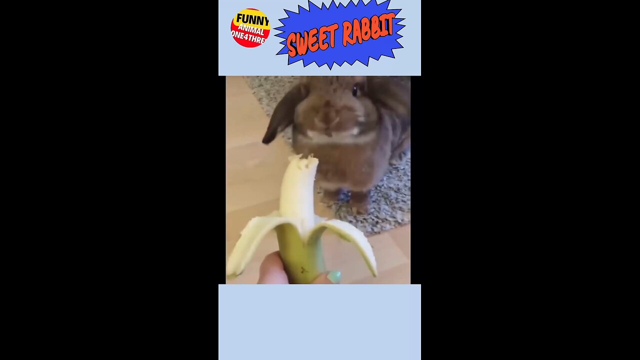 sweet rabbit funny video