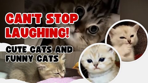 Cute Cats and Funny Cats