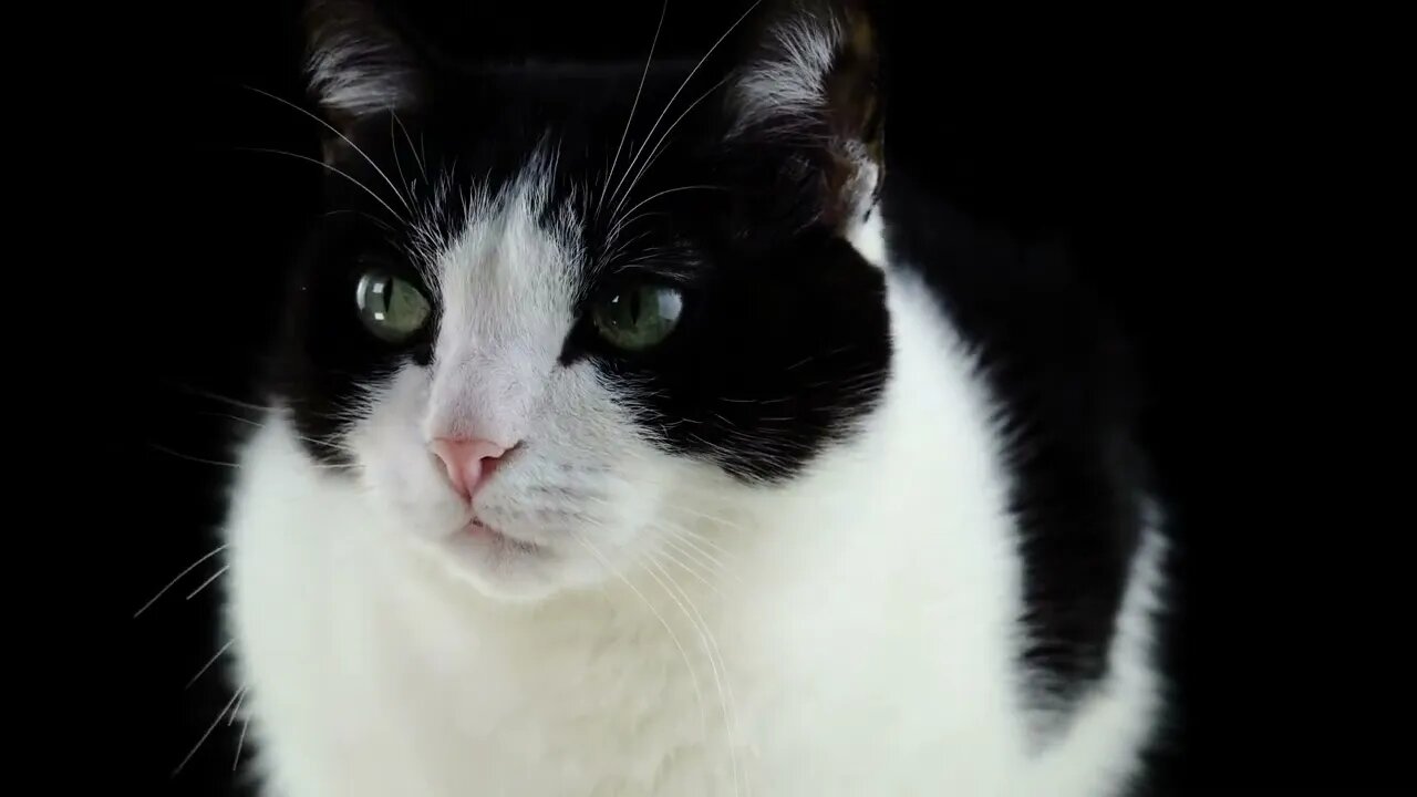 VÍDEO SEM DIREITOS AUTORAIS: Gato Felino Animal Mamífero Gatinho Olhos Jovem