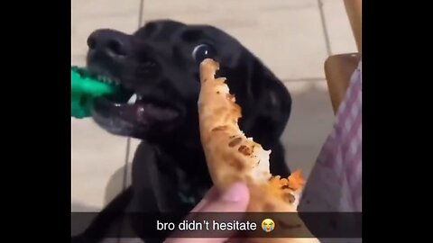 Dogs Are Just Awesome