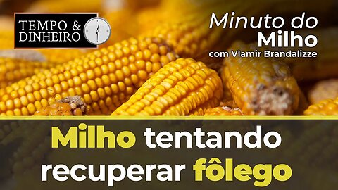 Milho tentando recuperar fôlego
