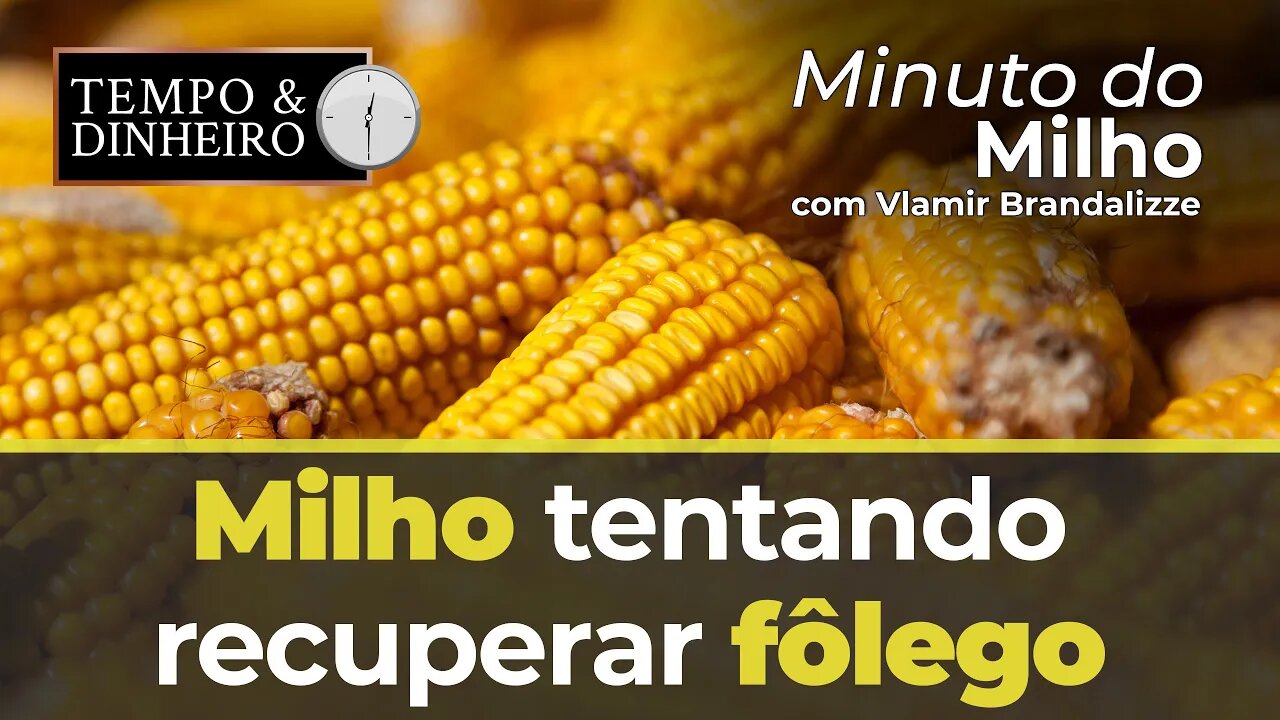Milho tentando recuperar fôlego