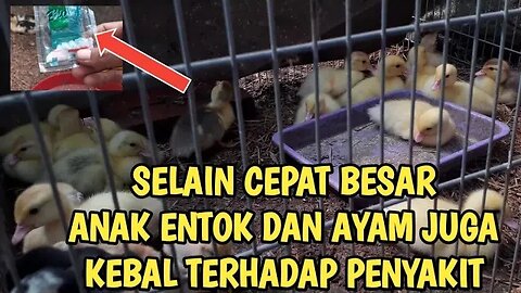 ANAK ENTOK CEPAT BESAR DAN ANTI MATI