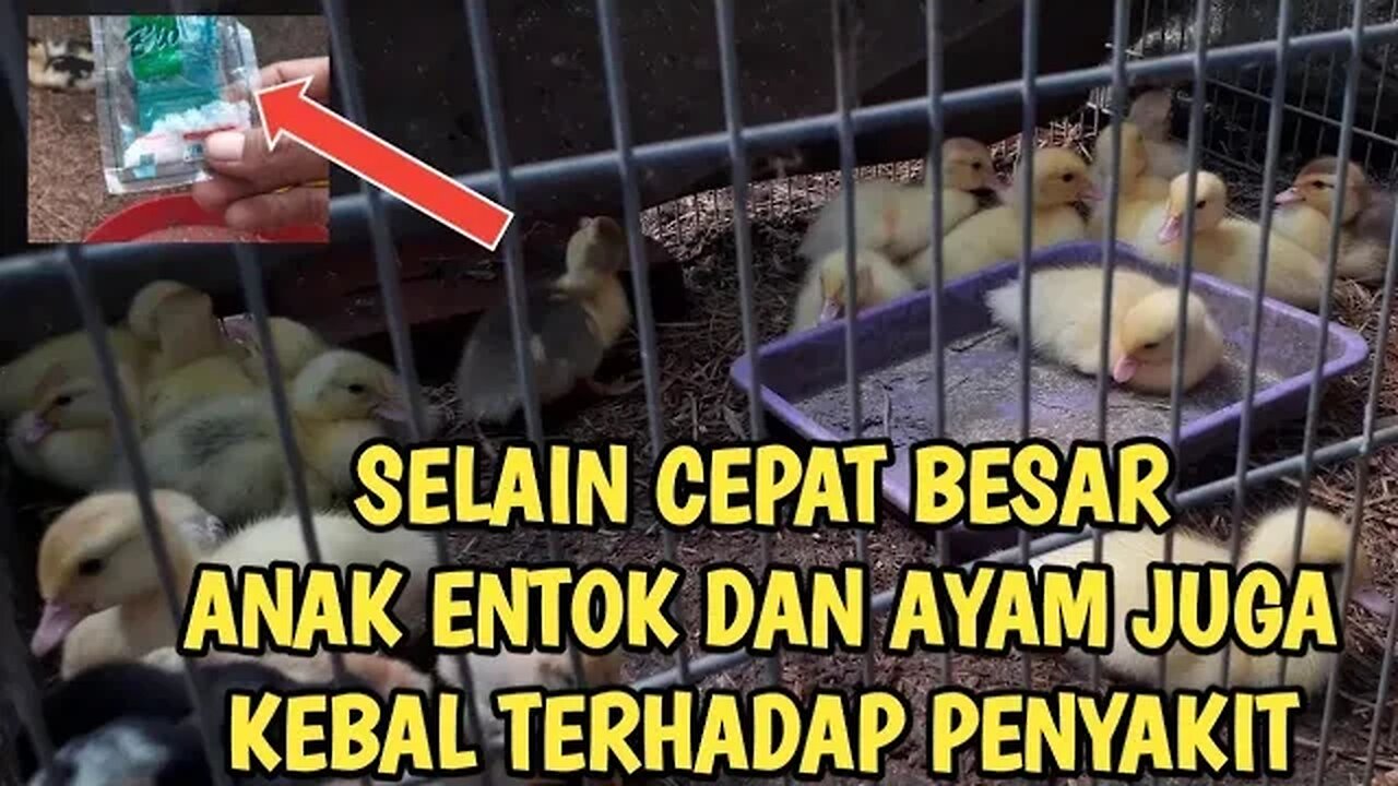 ANAK ENTOK CEPAT BESAR DAN ANTI MATI