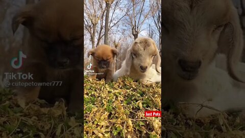Cutes animal video you will ever see #shorts #cute #tiktok #funnyvideos